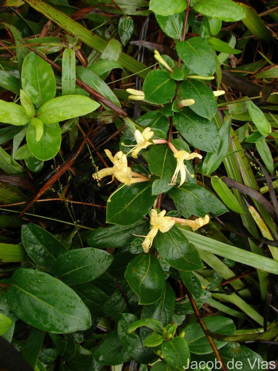 Lonicera japonica Thunb.